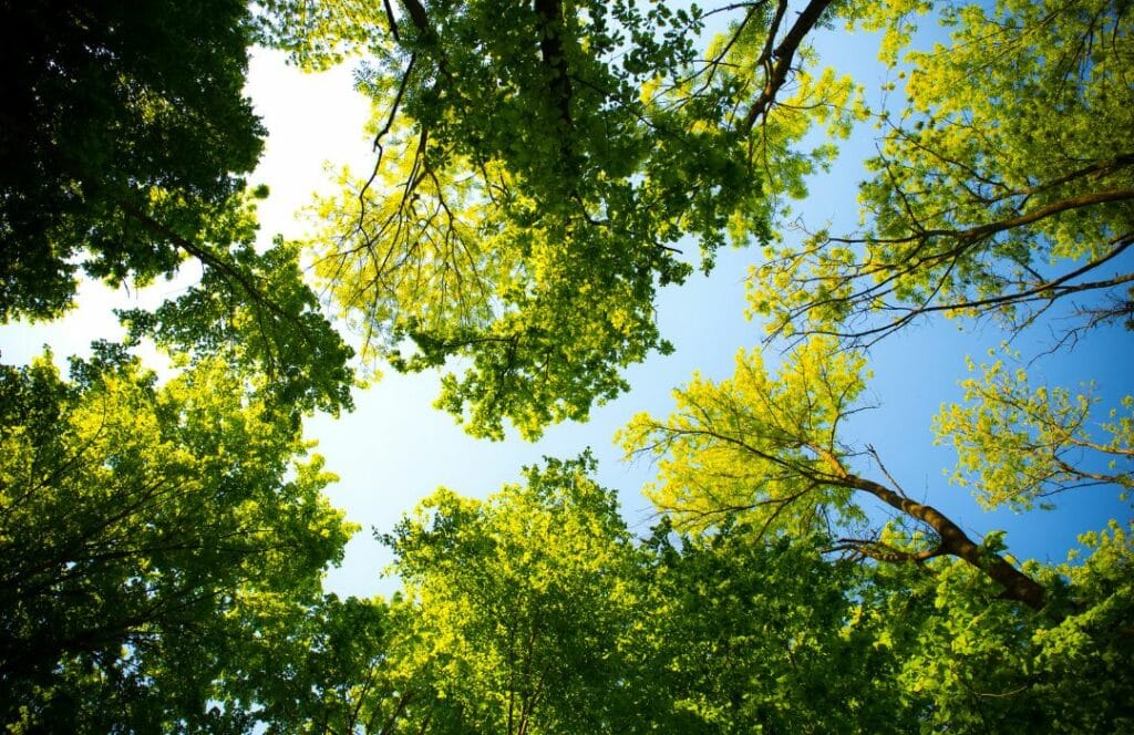 10 סיבות מדוע עצים חשובים
